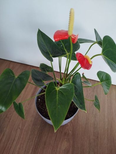 Anthurium plant