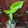 Philodendron Water rooting bundle Image 2