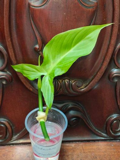 Philodendron Water rooting bundle