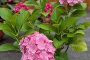 Hydrangea