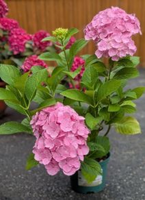 Hydrangea