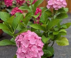 Hydrangea