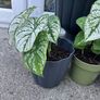 plant white caladium Image 4