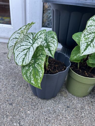 plant white caladium