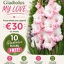 (P) Sugar Pea Delikett seeds 15g (125401) Image 5