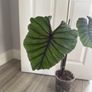 colocasia pharaoh's mask Image 2