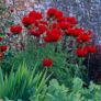(P) Oriental Poppy Beauty of Livermere seeds 0.1g (432028) Image 3