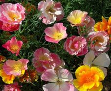 (P) Californian poppy Ballerina seeds 0.5g (414291)