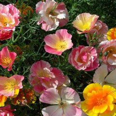 (P) Californian poppy Ballerina seeds 0.5g (414291)
