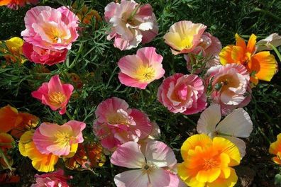 (P) Californian poppy Ballerina seeds 0.5g (414291)