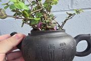Tradescantia fluminensis