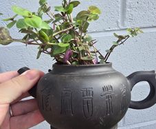 Tradescantia fluminensis