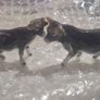 Little Animals. China Image 5