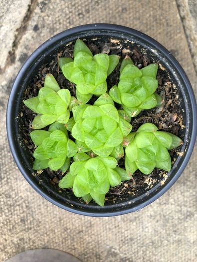 Succulents