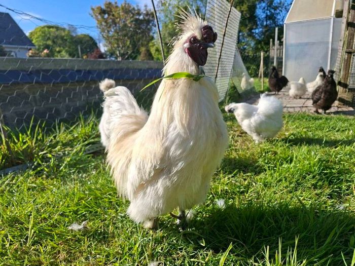 Silkie Bantam Hatching Eggs