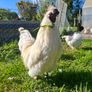 Silkie Bantam Hatching Eggs Image 5
