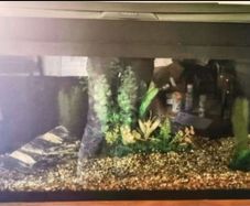 juwel fish tank