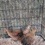 chickens Image 5