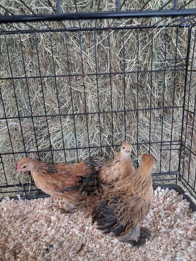 chickens