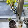 Bonzai + 4 home plants Image 2
