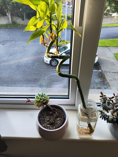 Bonzai + 4 home plants