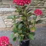 Hydrangea Image 5