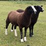 Zwarble ram lambs Image 3
