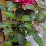 Hydrangea Image 5