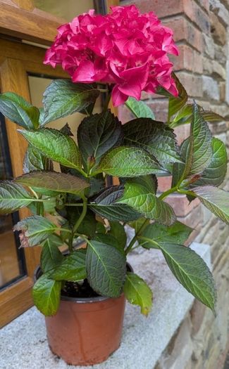 Hydrangea