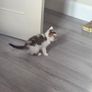 kitten Image 10