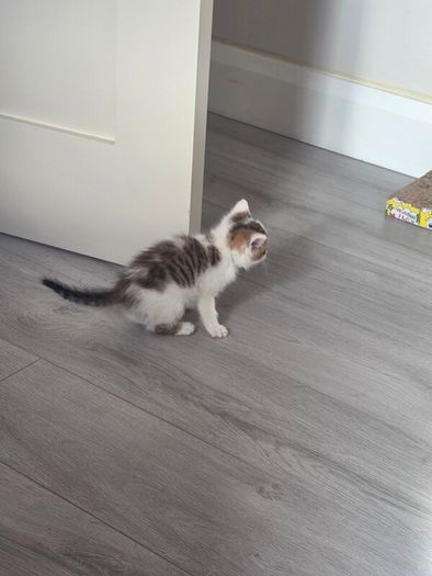 kitten