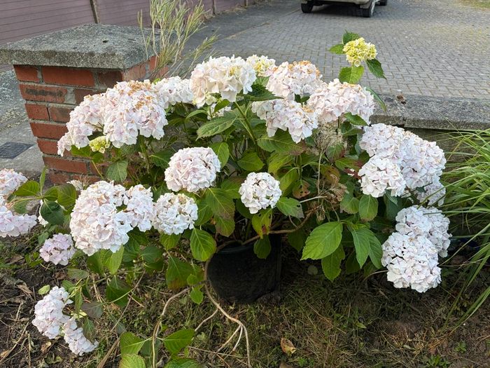 large white mophead hydrangea in 30L pot