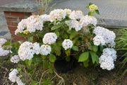 large white mophead hydrangea in 30L pot