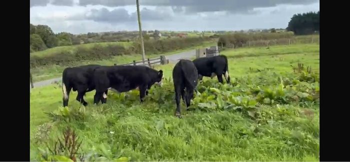 Bull wrangling for sale