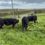 Bull wrangling for sale Image 4