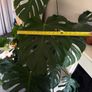 monstera plant BIG Image 5