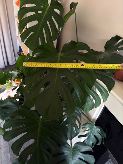 monstera plant BIG
