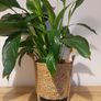 Peace lily 24cm Image 5