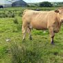 Cows calf Image 3
