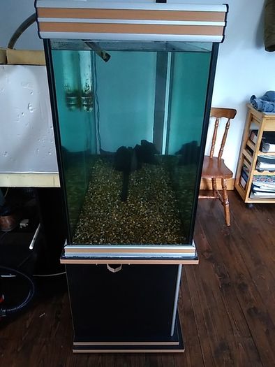aquarium fish tank