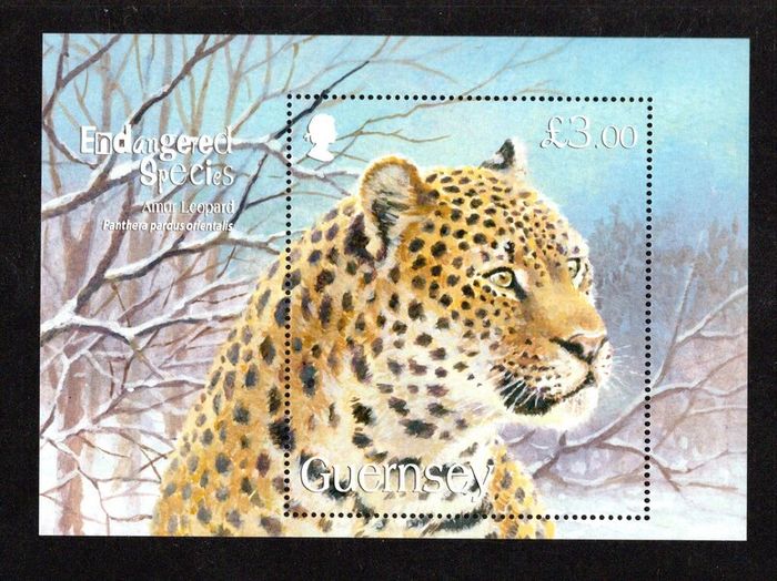 2012 Guernsey Endangered Species featuring Bengal Tiger Commemorative Stamp Miniature Sheet Mint Never Hinged (MNH)