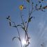 jiriki