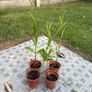 Plants - Purpletop Vervain Image 6