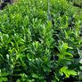 Trees and hedging Image 3