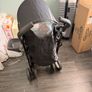 Joie Stroller Image 5