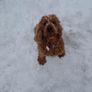 Pet minder in the comfort of their own homes. Image 3