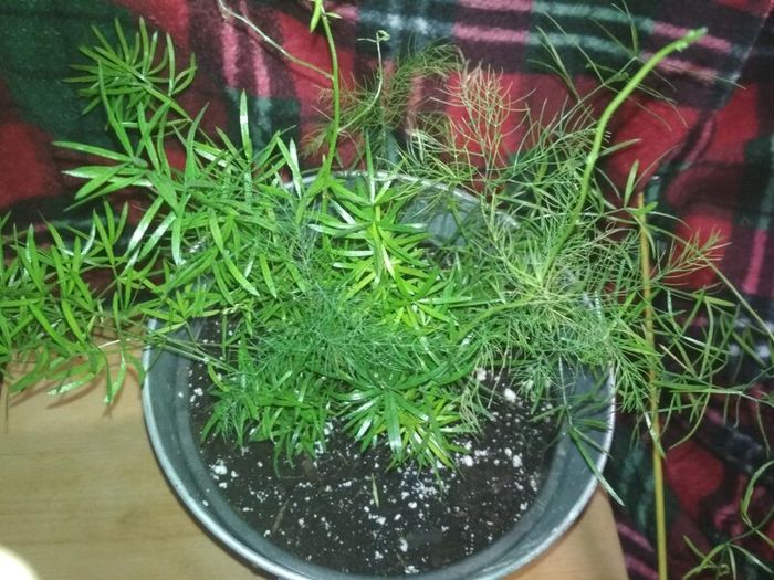 Asparagus houseplant