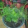 Asparagus houseplant Image 5