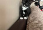 kitten 8/9 weeks old for adoption