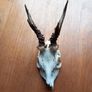 6 roe deer skulls Image 3